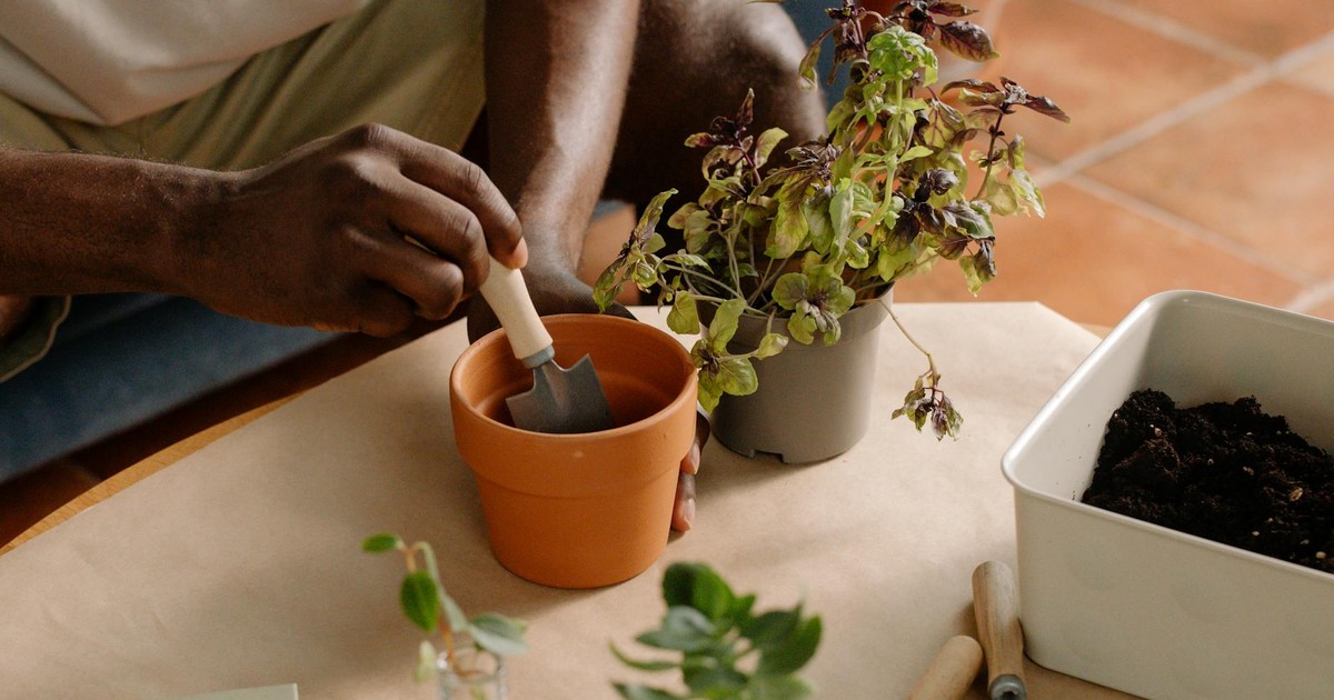 8 Simple Home Gardening Hacks That Can Grow Your Own Food in Any Space (Even Apartments)